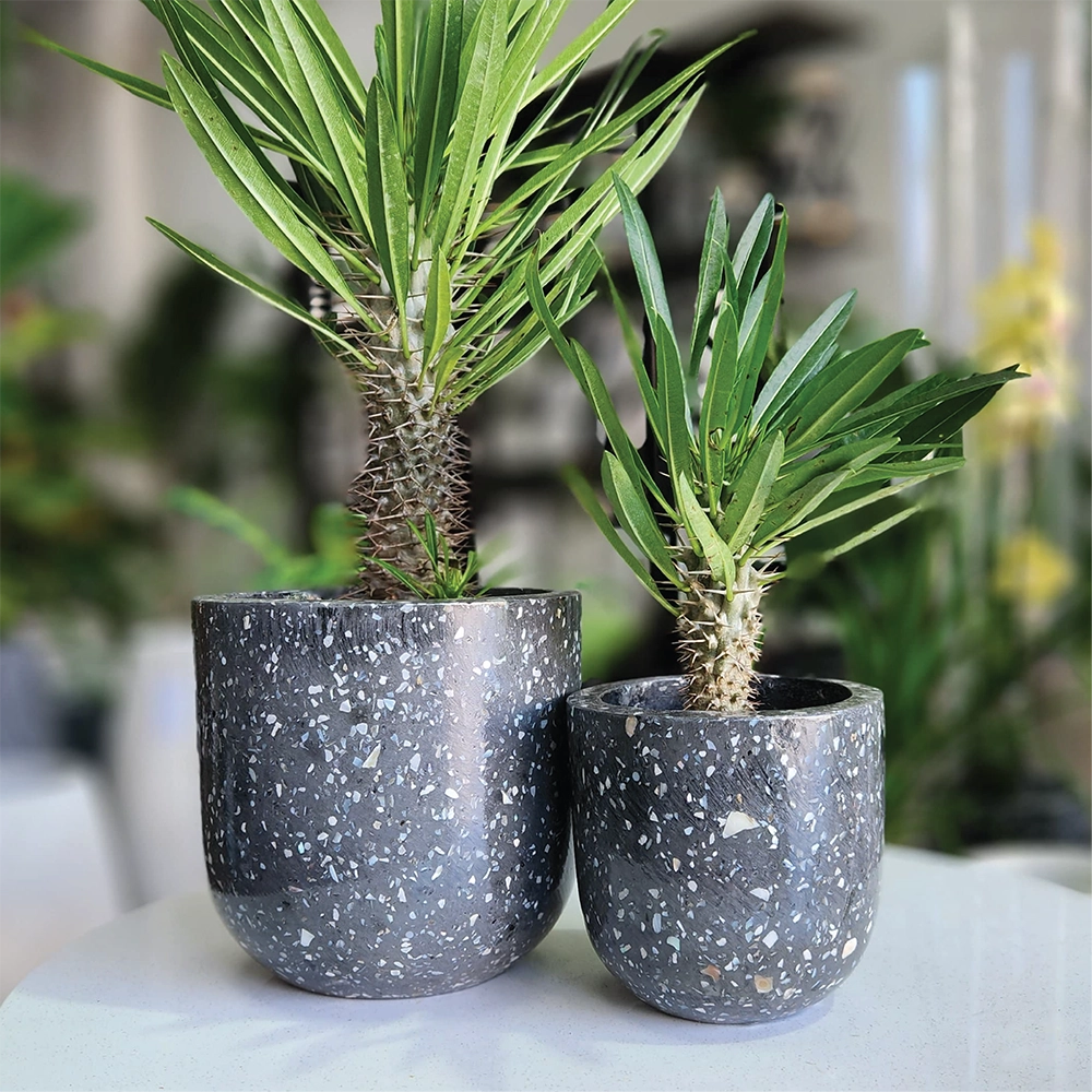 Black Pearl Indoor Modern Pot Combo