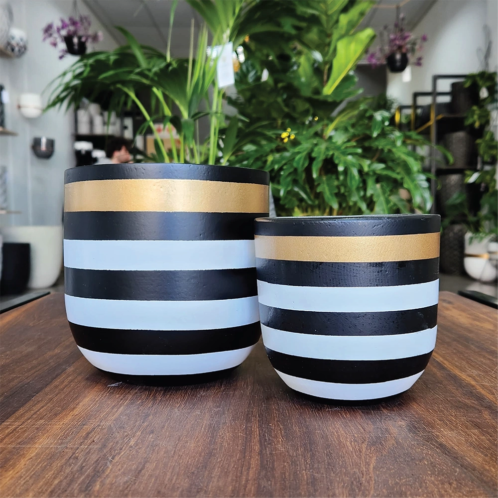 Golden Zebra Indoor Modern Pot Combo