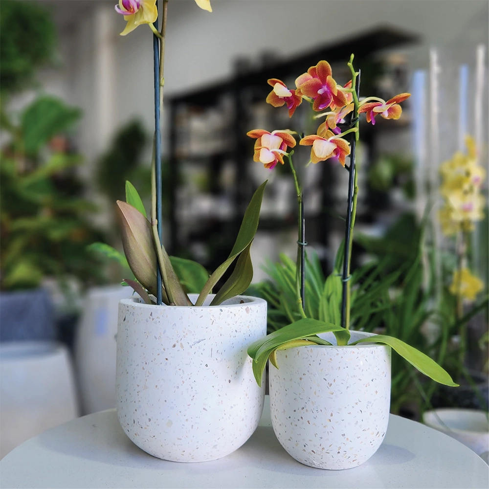 Mother Of Pearl Indoor Modern Pot Combo